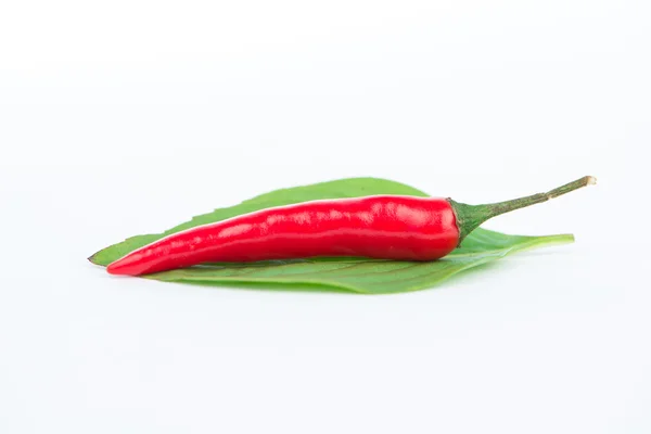 Fresh chili on green leaf — Stock Photo, Image