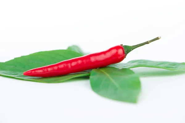 Fresh red chili on green leaf — Stock Photo, Image