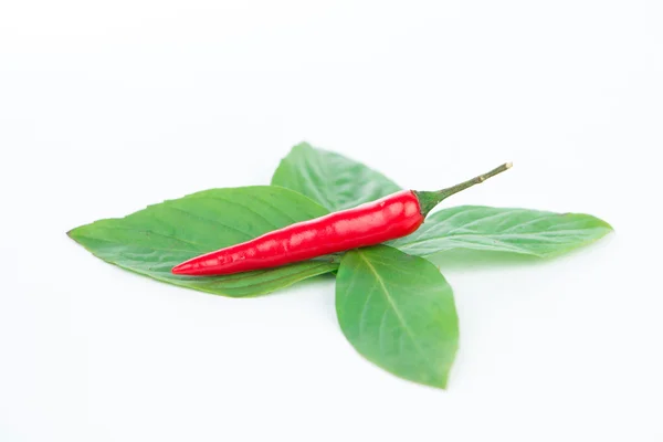 Fresh red chili on green leaf — Stock Photo, Image