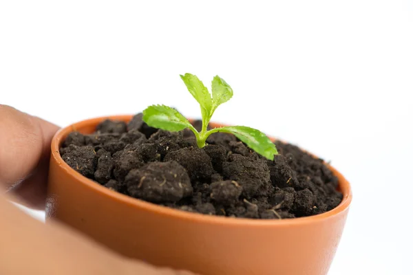 Young green tree in flower pot — Stock Photo, Image