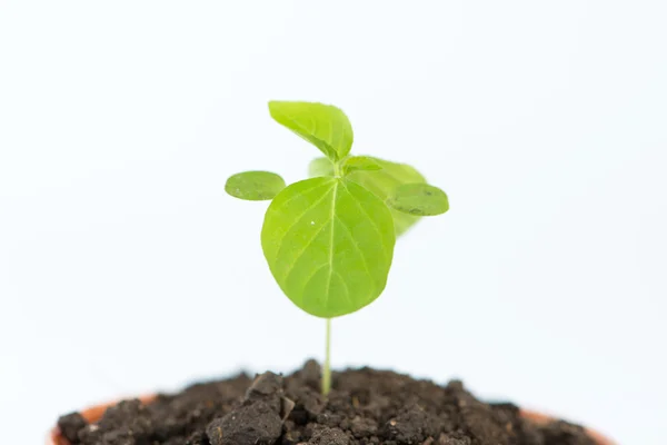 Young green tree — Stock Photo, Image