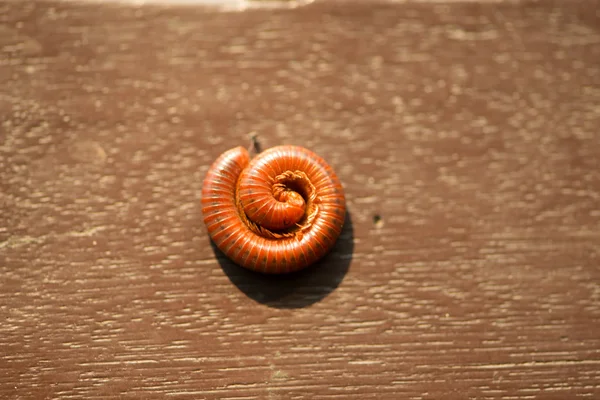 Millipede fermé sur bois — Photo