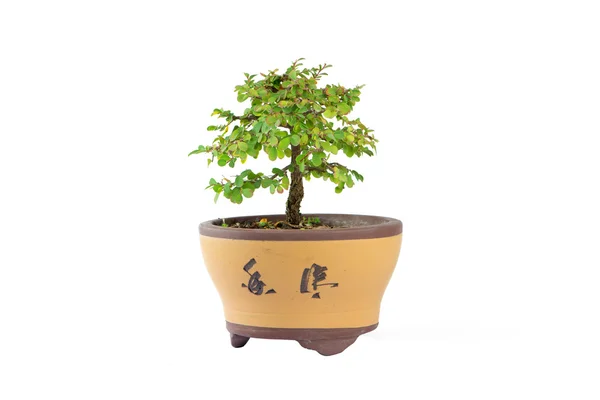 Bonsai of Phyllodium elegans on white — Stock Photo, Image