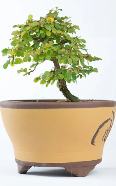 Closed up Bonsai of Phyllodium elegans on white — Stock Photo, Image