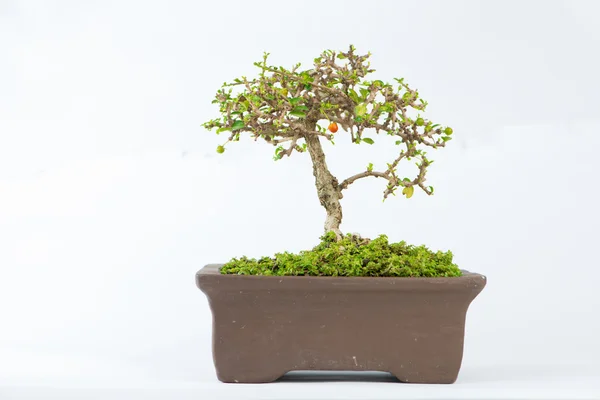 Bonsai-Carmona retusa-ból — Stock Fotó