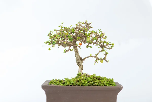 Bonsai-Carmona retusa-ból — Stock Fotó