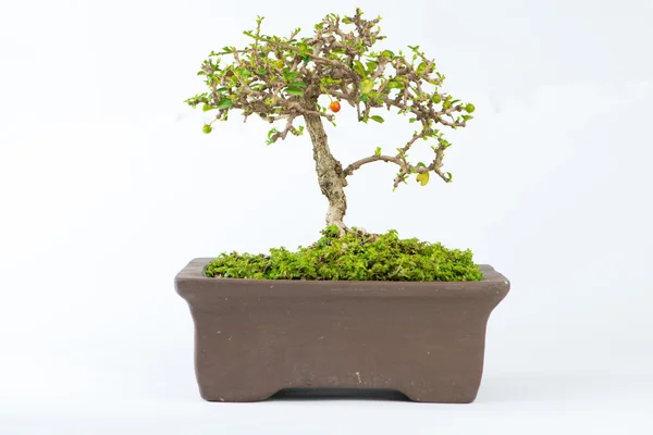 Bonsai-Carmona retusa-ból — Stock Fotó