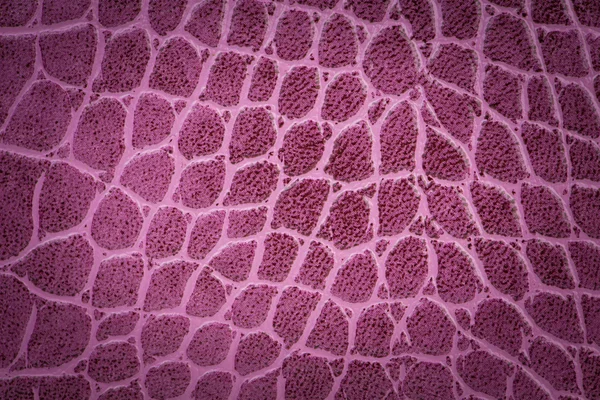 Fioletowy skóra tekstura — Zdjęcie stockowe