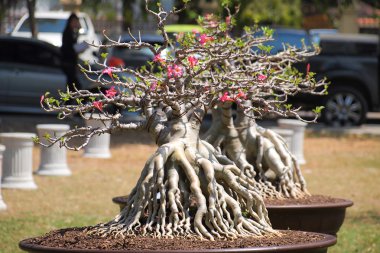 Büyük Adenium obesum ağacı bitki Yarışması'nda kapalı Fuar Nakornpratom, Tayland