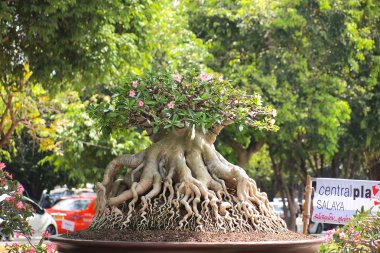 Büyük Adenium obesum ağacı bitki Yarışması'nda kapalı Fuar Nakornpratom, Tayland