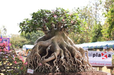 Büyük Adenium obesum ağacı bitki Yarışması'nda kapalı Fuar Nakornpratom, Tayland