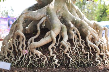 Kök Adenium obesum ağacı bitki Yarışması'nda kapalı Fuar Nakornpratom, Tayland