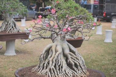 Büyük Adenium obesum ağacı bitki Yarışması'nda kapalı Fuar Nakornpratom, Tayland