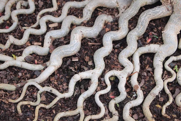 Closed up root of desert rose — Stock Photo, Image