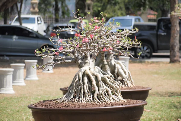 NAKORNPRATOM, TAILANDIA 21 DE FEBRERO DE 2015: Cerrado gran adenio —  Fotos de Stock