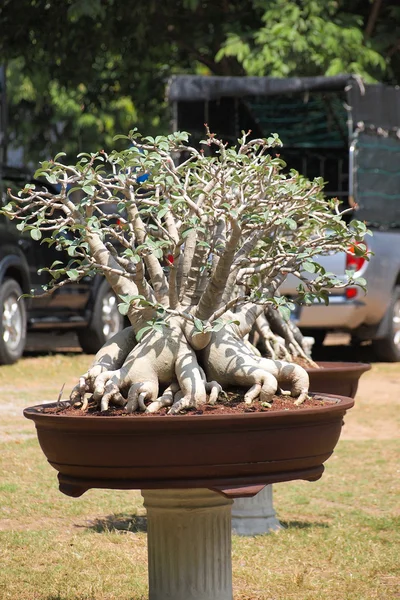 Büyük Adenium obesum ağacı bitki Yarışması'nda kapalı Fuar Nakornpratom, Tayland — Stok fotoğraf