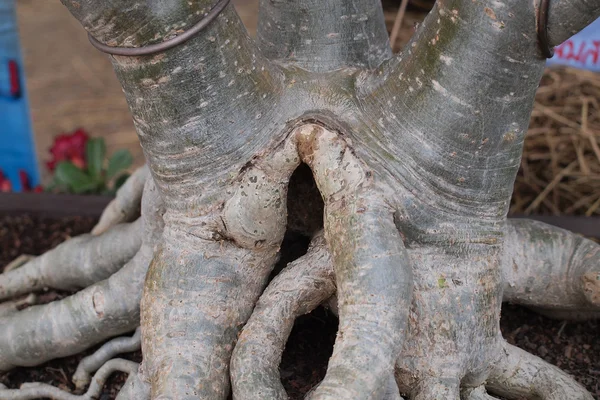 Geschlossene Wurzel Adenium obesum Baum in Pflanzenwettbewerb Messe von nakornpratom, Thailand — Stockfoto