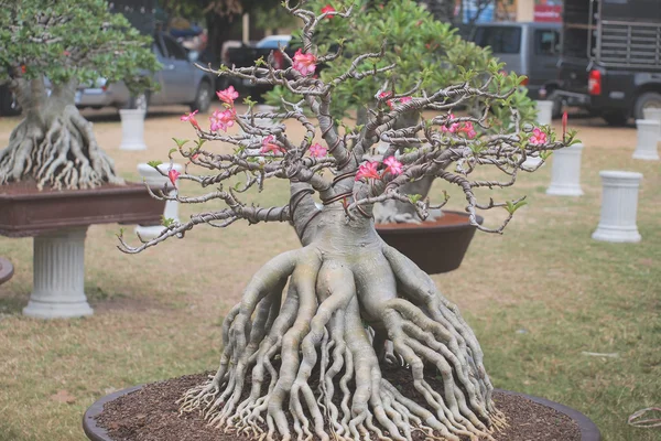 Büyük Adenium obesum ağacı bitki Yarışması'nda kapalı Fuar Nakornpratom, Tayland — Stok fotoğraf