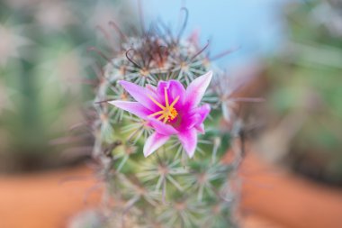 Kaktüs ile pembe çiçek yeşil zemin üzerine