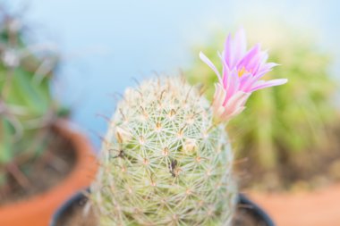 Kaktüs ile pembe çiçek çiçek tencerede