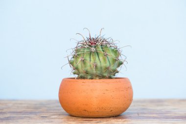 Saksıyı ahşap masa üzerinde kaktüs