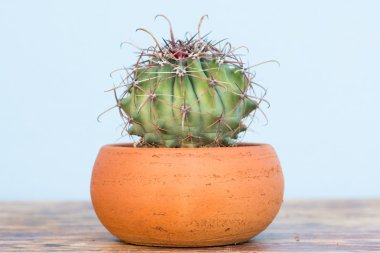 Saksıyı ahşap masa üzerinde kaktüs