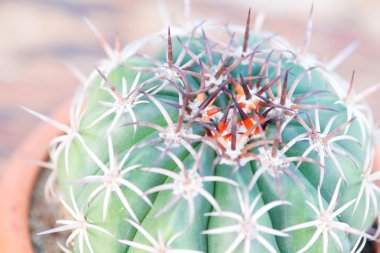 Kaktüs çiçeği tencerede omurga kadar kapalı