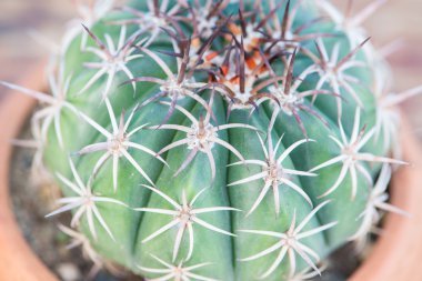 Kaktüs çiçeği tencerede omurga kadar kapalı