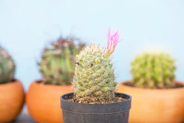 Fechado cacto com flor rosa — Fotografia de Stock