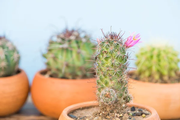 Zárva, kaktusz rózsaszín virág — Stock Fotó