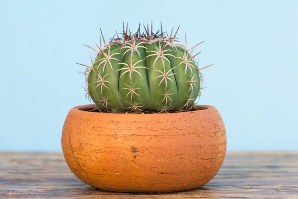 Cactus en pot de fleurs sur table en bois — Photo