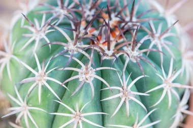 Kaktüs çiçeği tencerede omurga kadar kapalı