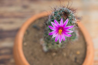 Saksıyı ahşap masa üzerinde kaktüs