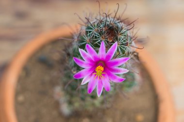 Kaktüs ile pembe çiçek çiçek tencerede