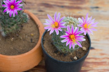 Saksıyı ahşap masa üzerinde kaktüs