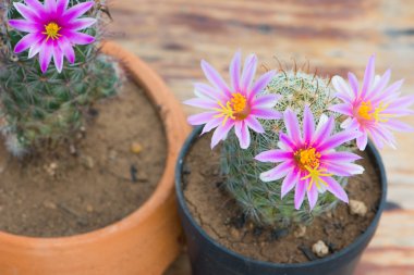 Kaktüs ile pembe çiçek çiçek tencerede