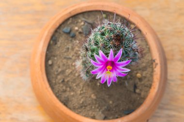 Kaktüs eski ahşap masa üzerinde tencerede Pembe çiçek