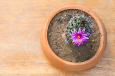 Saksıyı ahşap masa üzerinde kaktüs