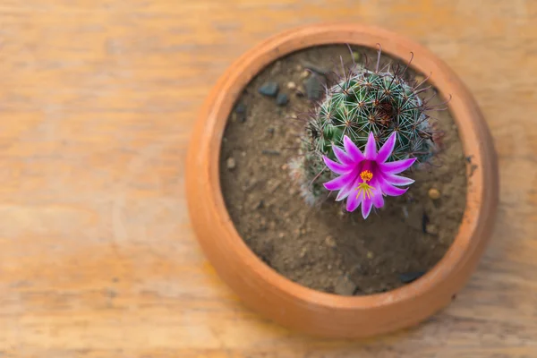 Cactus in vaso di fiori sul tavolo di legno — Foto Stock