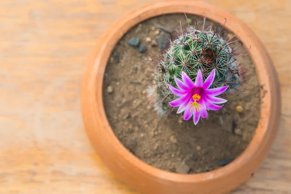 Fiore rosa di cactus in vaso sul vecchio tavolo di legno — Foto Stock