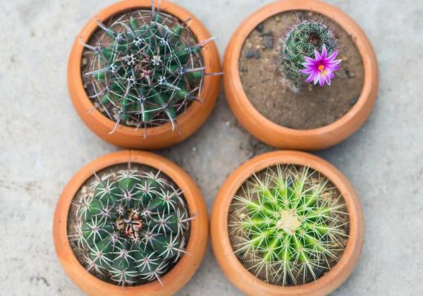 Kaktus mit rosa Blume im Blumentopf — Stockfoto