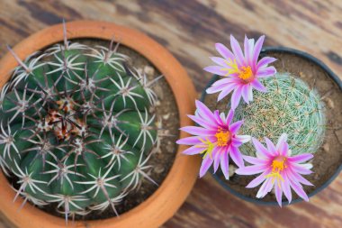 Ahşap masa üzerinde tencerede pembe çiçekli kaktüs Üstten Görünüm