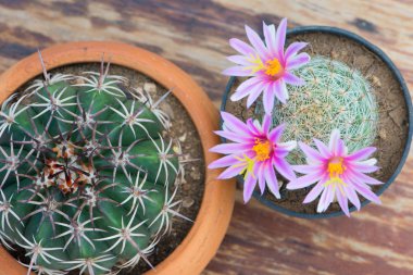 Ahşap masa üzerinde tencerede pembe çiçekli kaktüs Üstten Görünüm