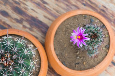 Saksıyı ahşap masa üzerinde kaktüs