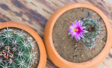 Saksıyı ahşap masa üzerinde kaktüs