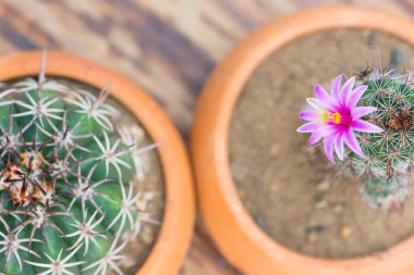 Kaktüs çiçeği tencerede üstten görünüm ahşap masa üzerinde