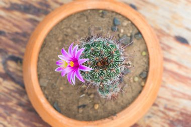 Kaktüs ile pembe çiçek çiçek tencerede