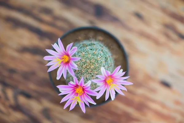 Fleur rose de cactus en pot sur une vieille table en bois — Photo