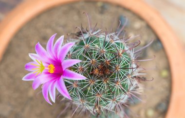 Kaktüs çiçeği tencerede kadar kapalı