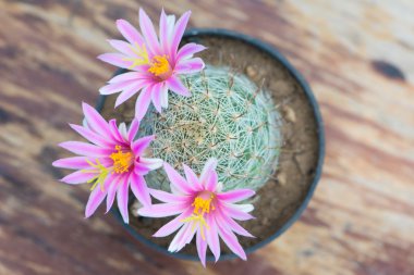 Saksıyı ahşap masa üzerinde kaktüs